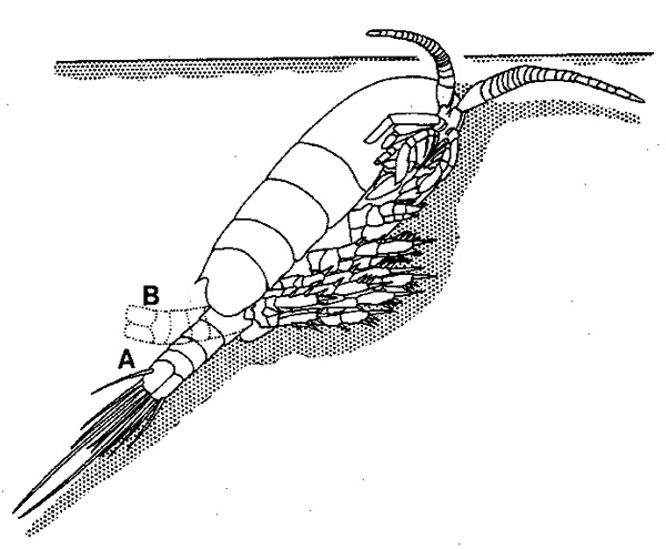 Espce Paramisophria platysoma - Planche 8 de figures morphologiques