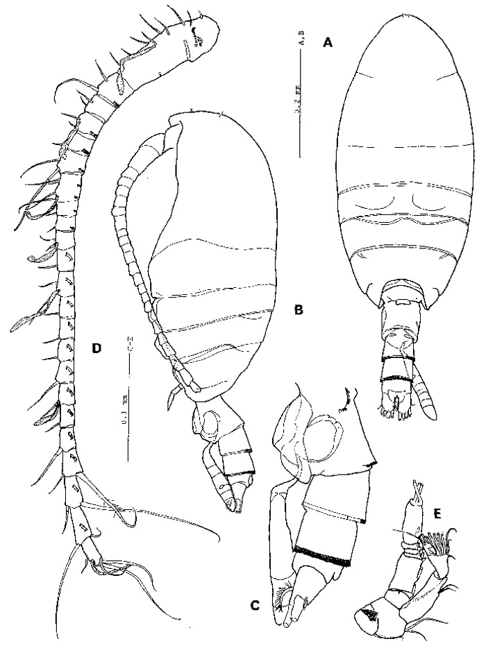 Espèce Stephos pacificus - Planche 1 de figures morphologiques