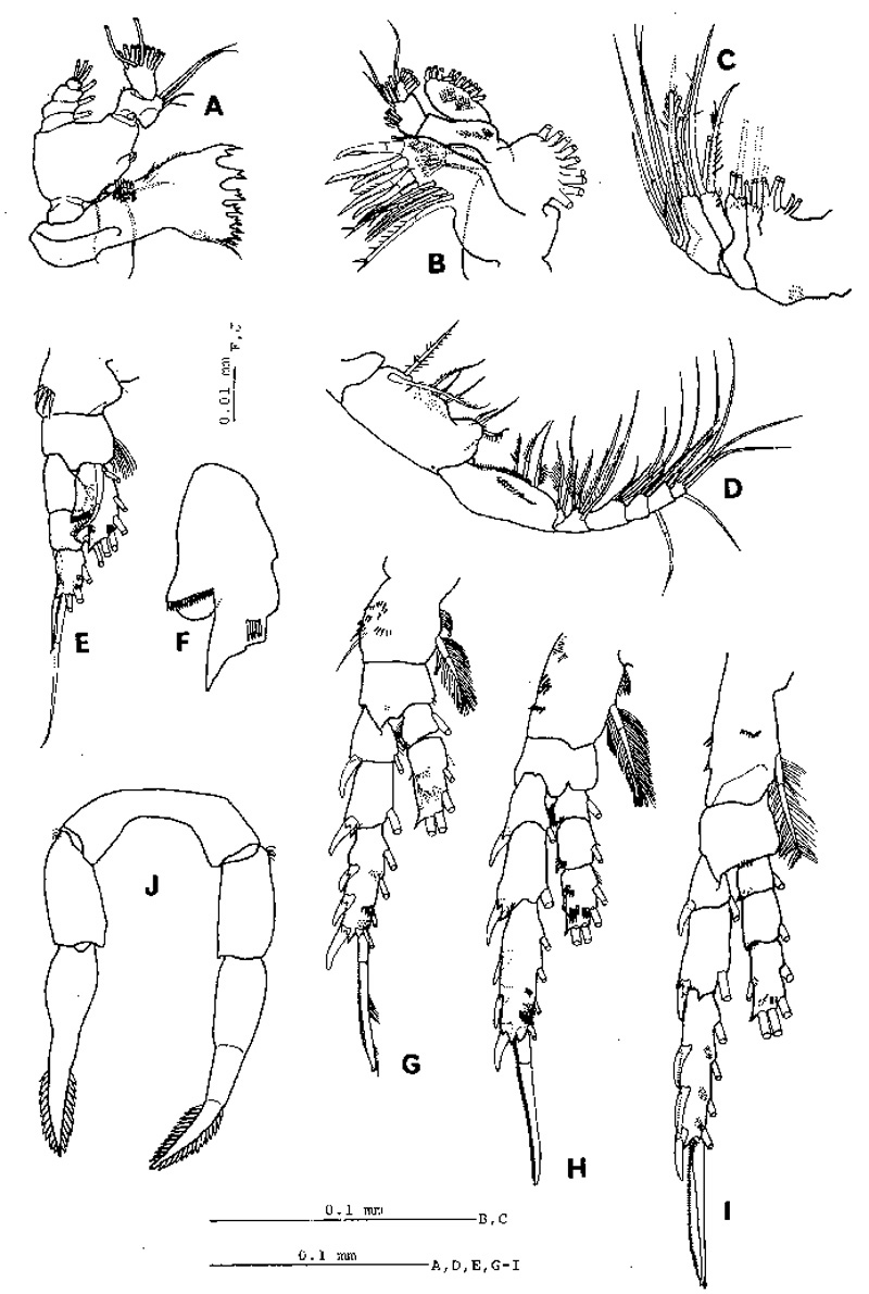 Espèce Stephos pacificus - Planche 2 de figures morphologiques