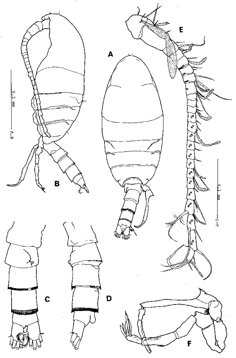 Species Stephos pacificus - Plate 3 of morphological figures