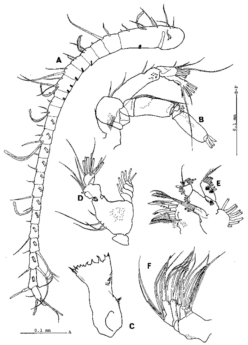 Espèce Stephos robustus - Planche 2 de figures morphologiques