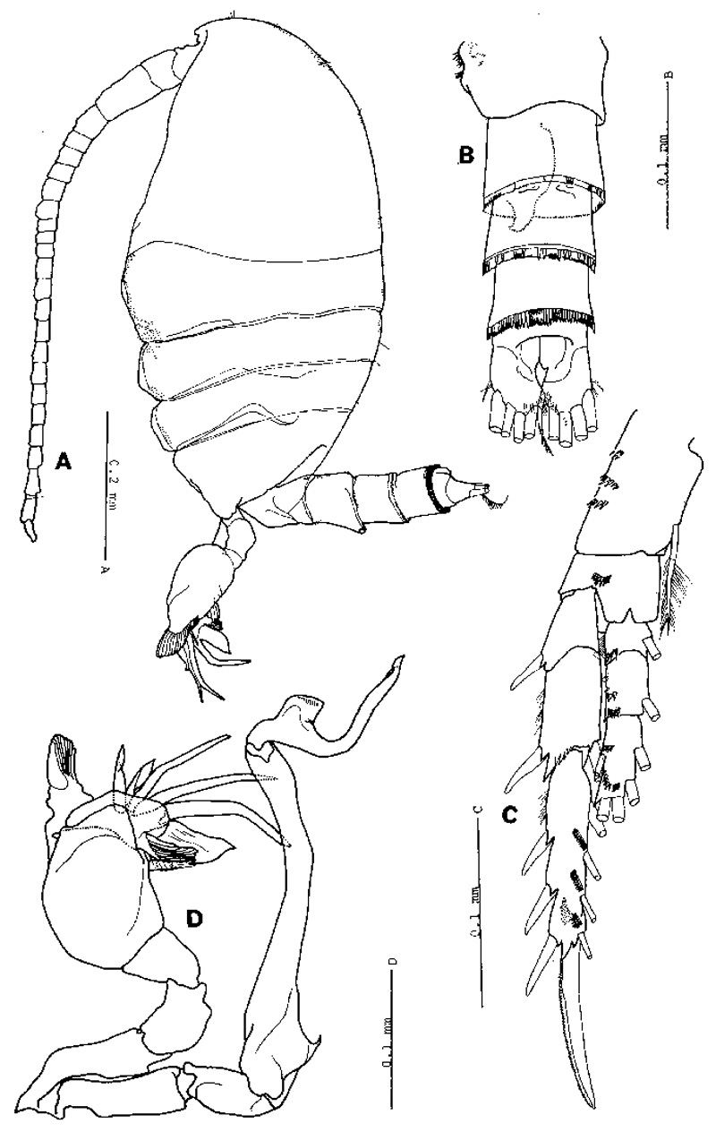Espèce Stephos robustus - Planche 4 de figures morphologiques