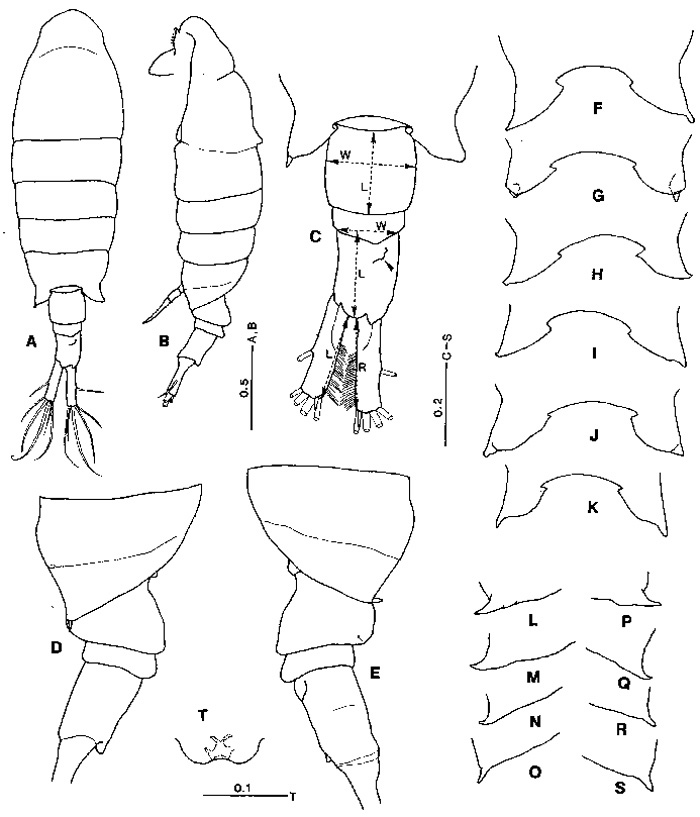 Species Tortanus (Eutortanus) derjugini - Plate 4 of morphological figures