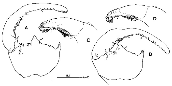Species Tortanus (Eutortanus) derjugini - Plate 9 of morphological figures