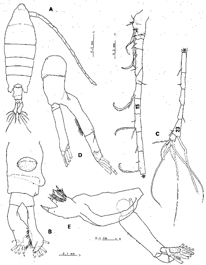 Species Tortanus (Atortus) erabuensis - Plate 1 of morphological figures