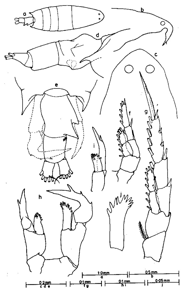 Espèce Labidocera moretoni - Planche 1 de figures morphologiques