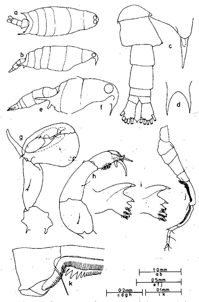 Species Labidocera dakini - Plate 2 of morphological figures