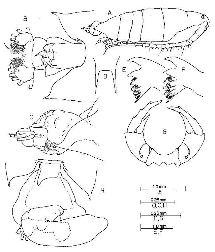 Espèce Labidocera farrani - Planche 2 de figures morphologiques