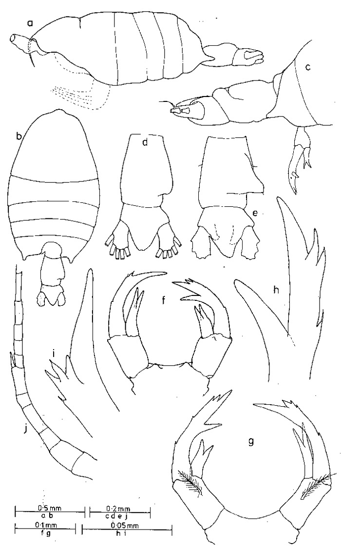 Espèce Pontellopsis tasmanensis - Planche 1 de figures morphologiques