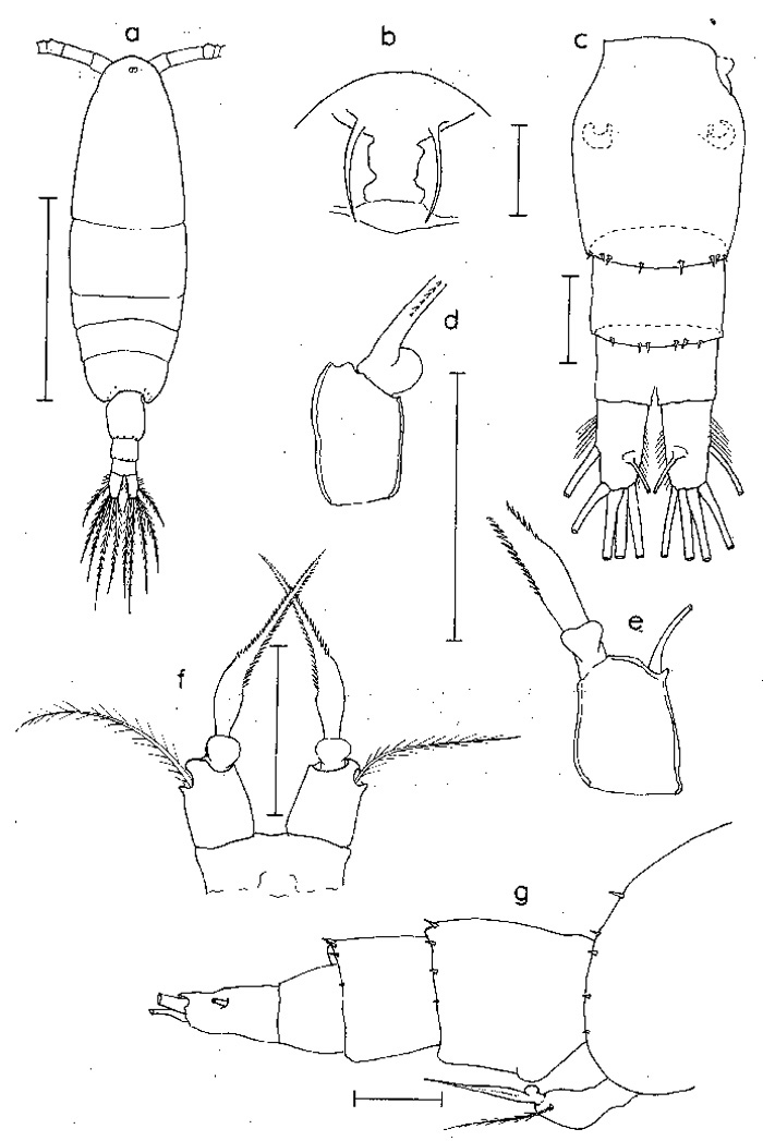 Espèce Acartia (Acanthacartia) sinjiensis - Planche 1 de figures morphologiques