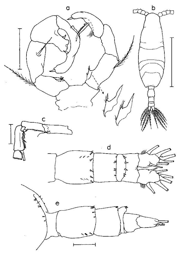 Espèce Acartia (Acanthacartia) sinjiensis - Planche 2 de figures morphologiques