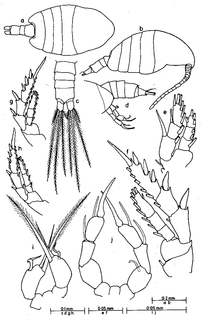 Espèce Metacalanus aurivilli - Planche 2 de figures morphologiques