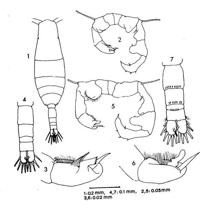 Espèce Acartia (Acartiura) margalefi - Planche 2 de figures morphologiques