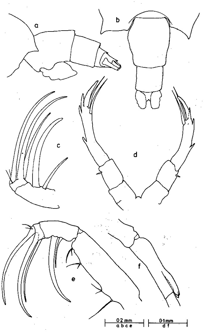 Espce Candacia truncata - Planche 5 de figures morphologiques