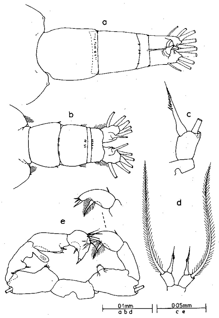 Espèce Acartia (Acartia) negligens - Planche 6 de figures morphologiques