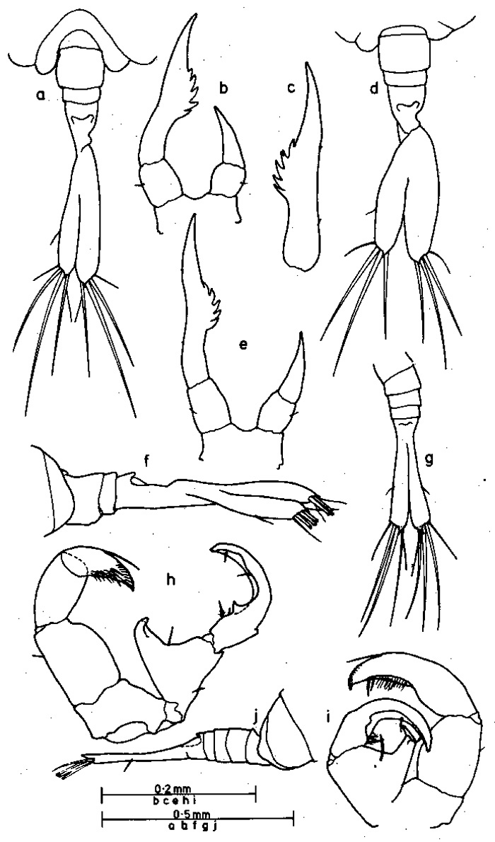 Species Tortanus (Tortanus) barbatus - Plate 1 of morphological figures
