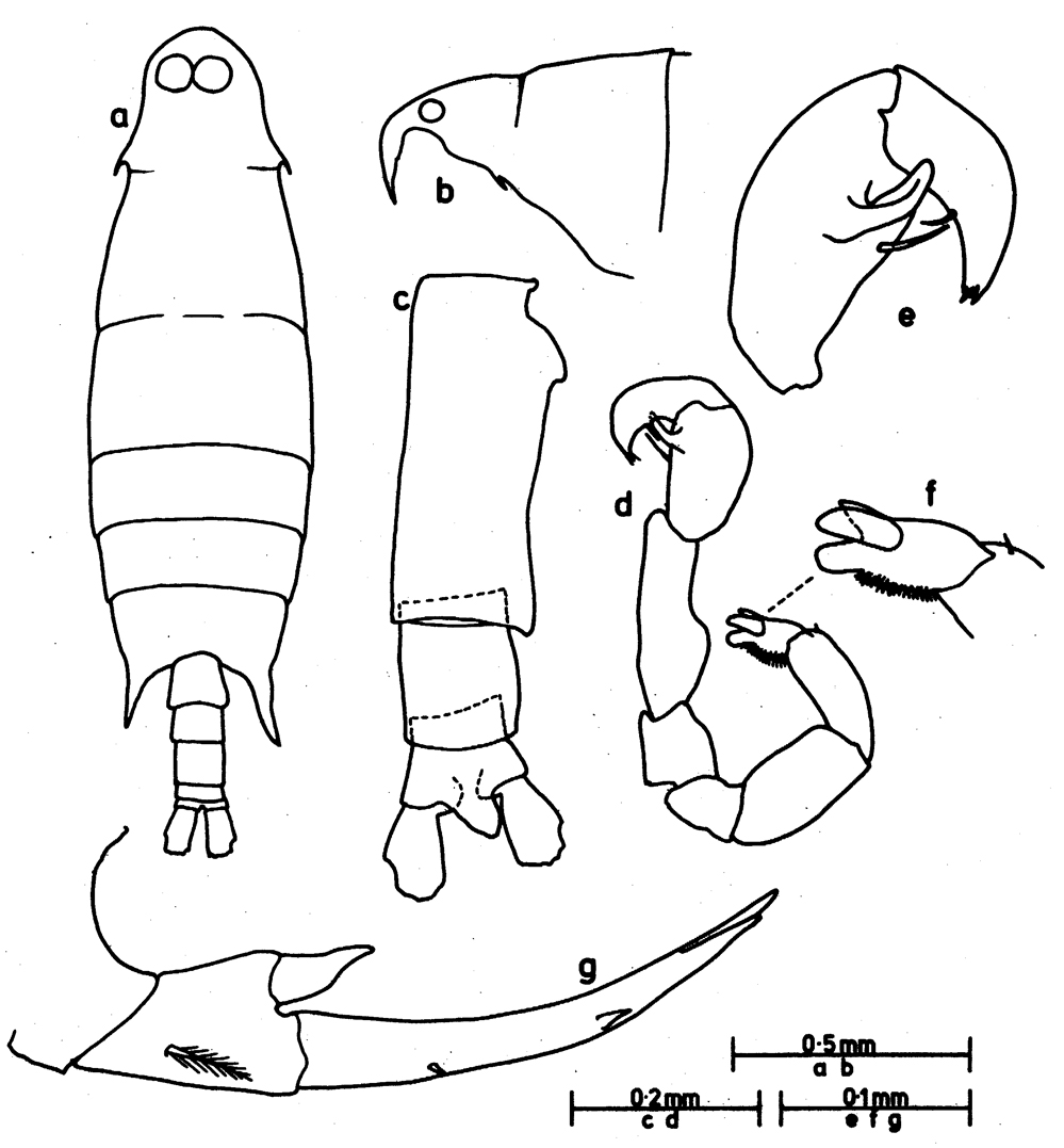 Espèce Labidocera bengalensis - Planche 8 de figures morphologiques