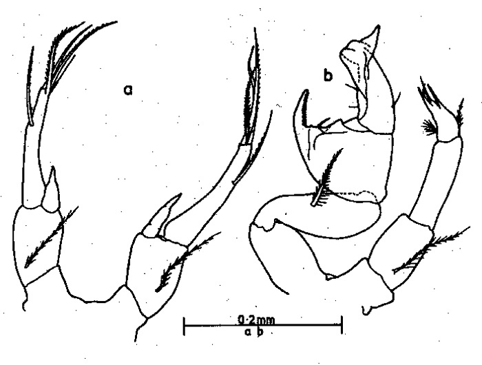 Species Pontellina morii - Plate 1 of morphological figures