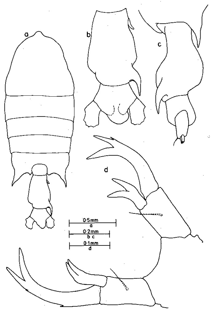 Espce Pontellopsis herdmani - Planche 1 de figures morphologiques