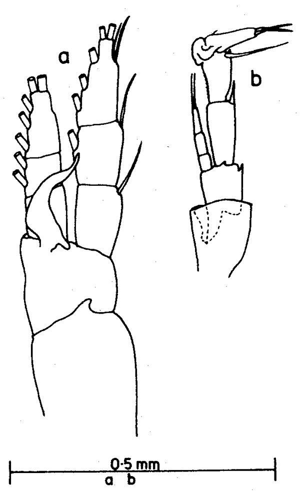 Espce Canthocalanus pauper - Planche 3 de figures morphologiques
