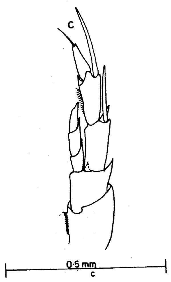 Espèce Nannocalanus minor - Planche 5 de figures morphologiques