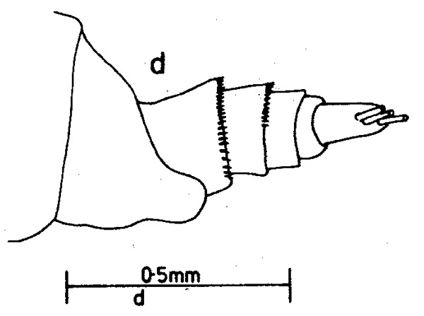 Espce Cosmocalanus darwini - Planche 4 de figures morphologiques