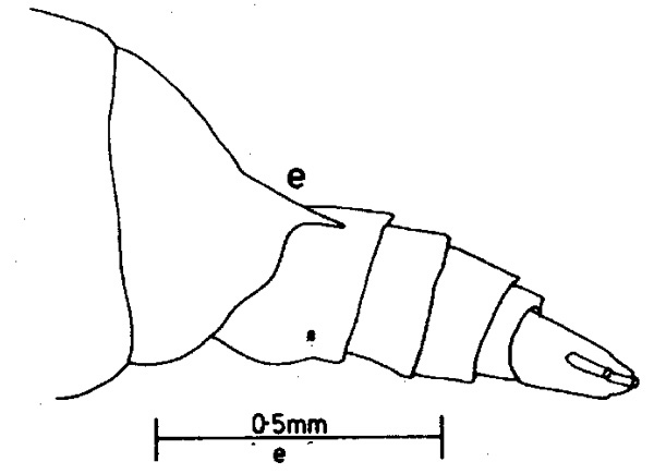 Species Undinula vulgaris - Plate 6 of morphological figures