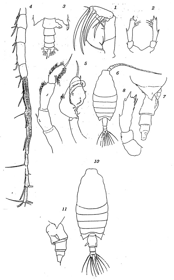 Espèce Candacia pachydactyla - Planche 2 de figures morphologiques