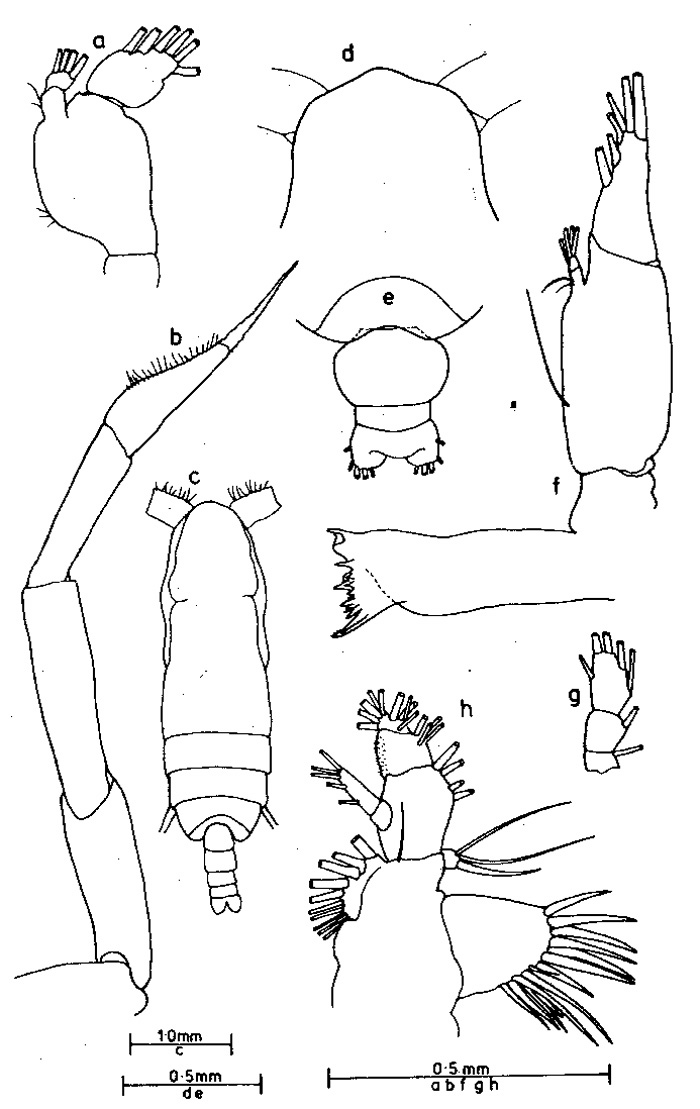Species Subeucalanus crassus - Plate 5 of morphological figures