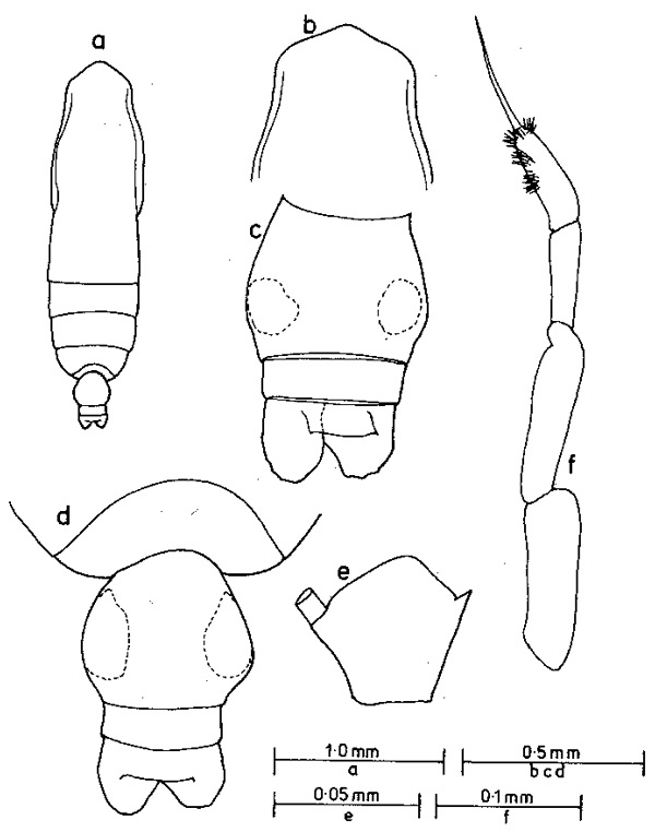Espce Subeucalanus subcrassus - Planche 4 de figures morphologiques