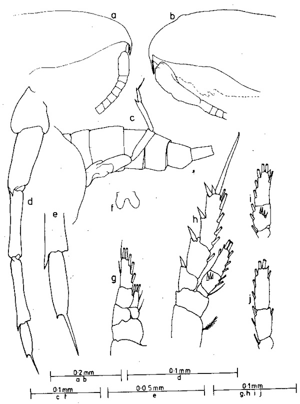 Espce Bestiolina similis - Planche 1 de figures morphologiques