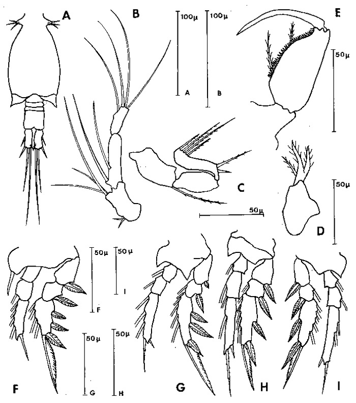 Espèce Monothula subtilis - Planche 1 de figures morphologiques