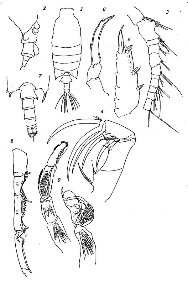 Espèce Candacia bipinnata - Planche 1 de figures morphologiques
