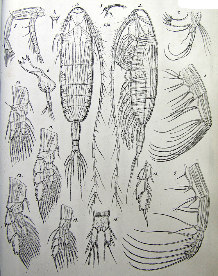 Species Euaugaptilus facilis - Plate 6 of morphological figures