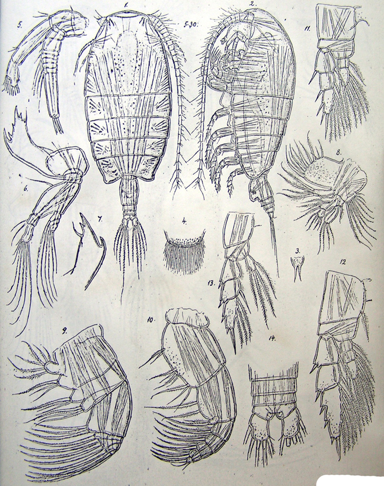 Espèce Pseudhaloptilus lobatus - Planche 1 de figures morphologiques
