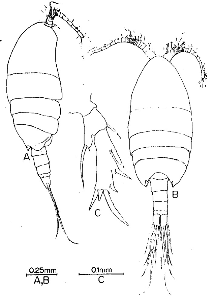 Espèce Paramisophria fosshageni - Planche 5 de figures morphologiques