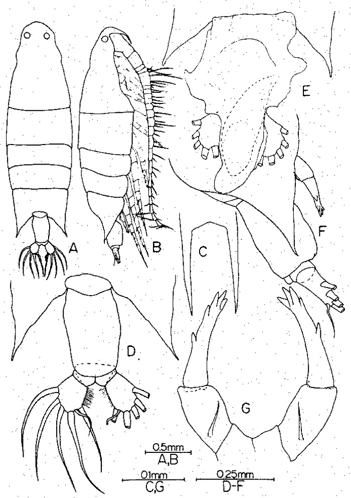 Species Labidocera jaafari - Plate 1 of morphological figures