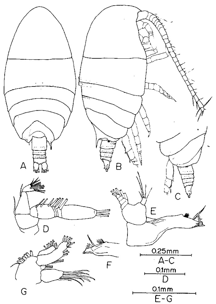 Espèce Anawekia spinosa - Planche 1 de figures morphologiques