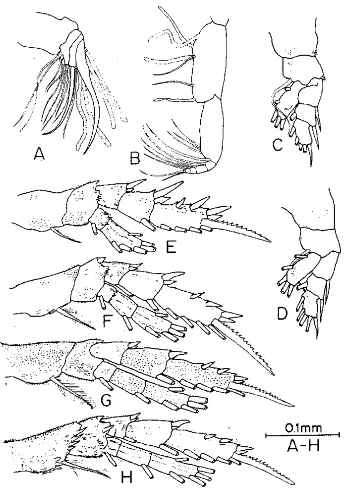 Espèce Anawekia spinosa - Planche 2 de figures morphologiques