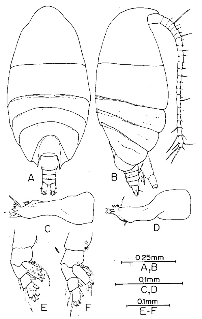 Species Anawekia robusta - Plate 1 of morphological figures