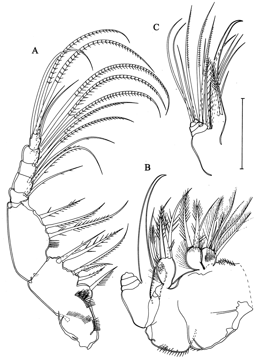 Espce Arcticomisophria bathylaptevensis - Planche 4 de figures morphologiques