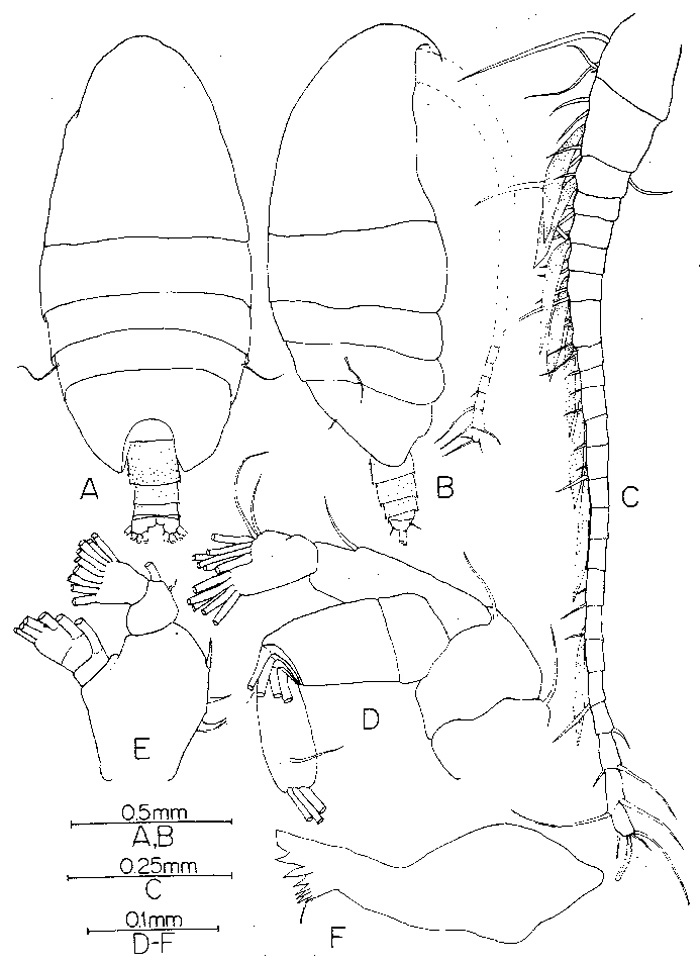 Espce Brachycalanus rothlisbergi - Planche 1 de figures morphologiques