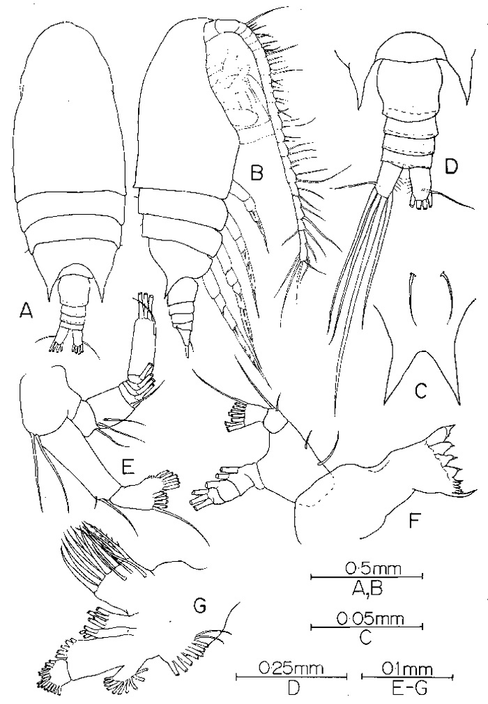 Espce Bradyidius styliformis - Planche 1 de figures morphologiques