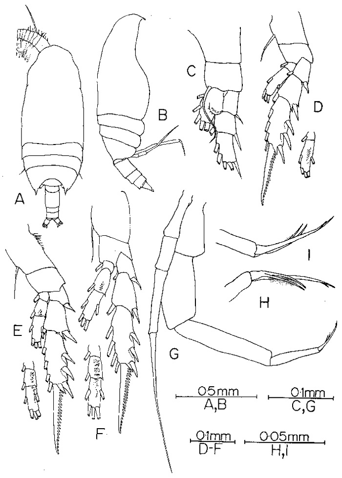 Espce Bradyidius styliformis - Planche 3 de figures morphologiques
