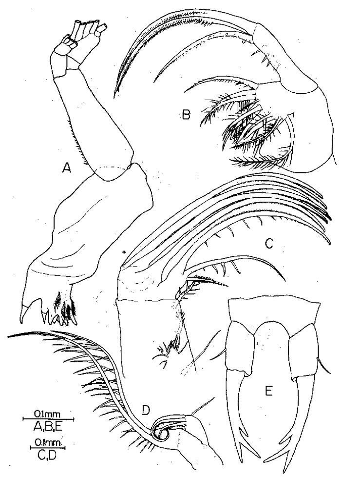 Espèce Tortanus (Atortus) bonjol - Planche 2 de figures morphologiques