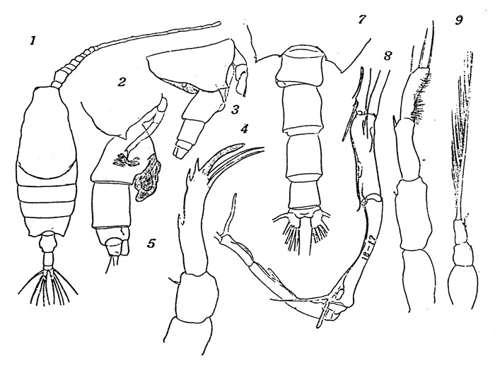 Species Candacia truncata - Plate 1 of morphological figures