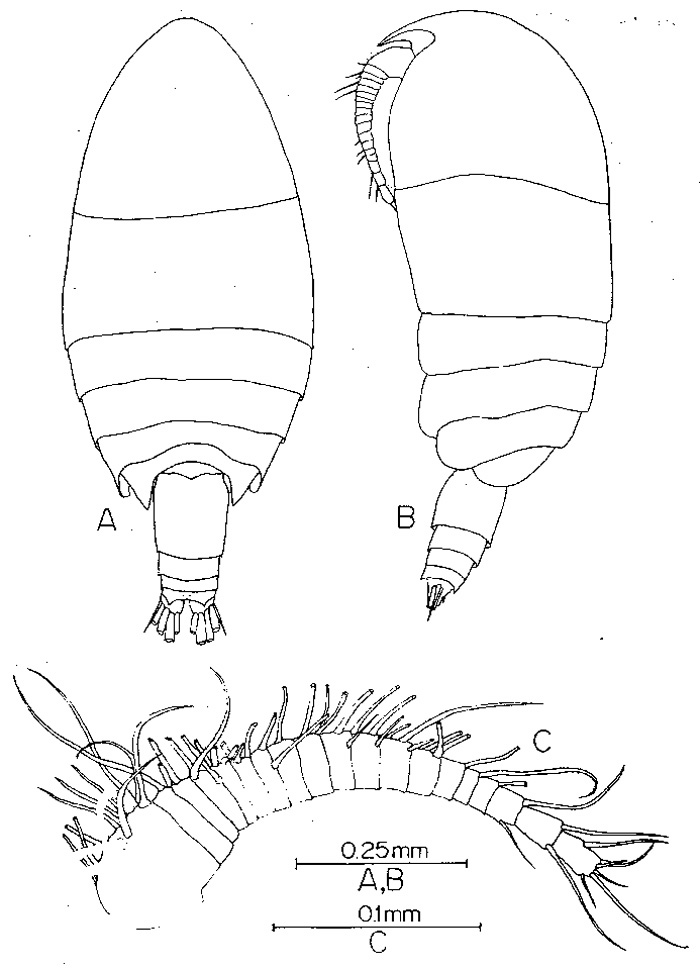 Species Pseudocyclops kulai - Plate 1 of morphological figures