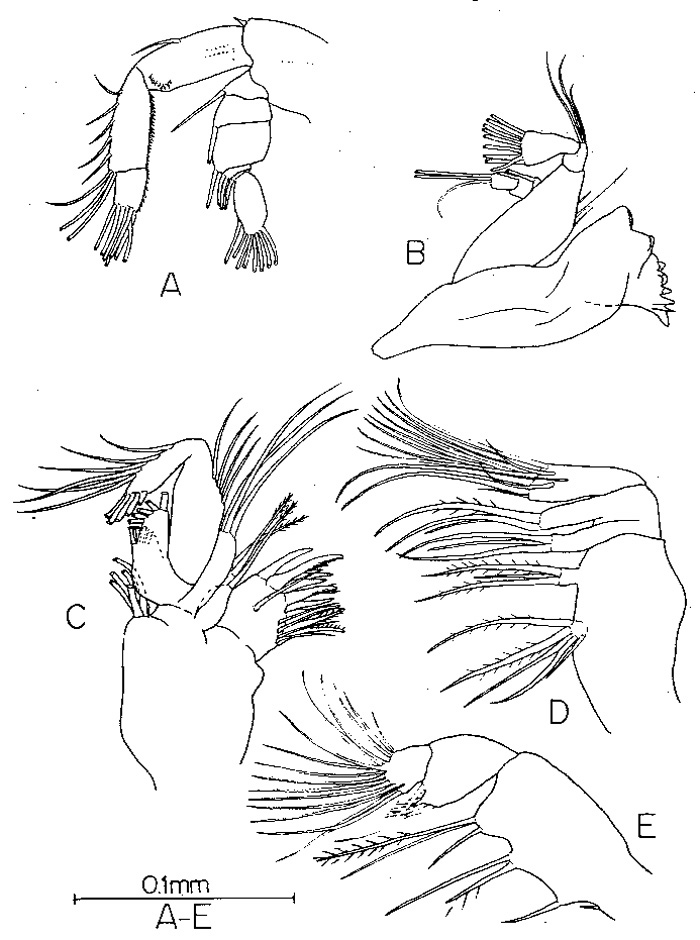 Espce Pseudocyclops kulai - Planche 2 de figures morphologiques