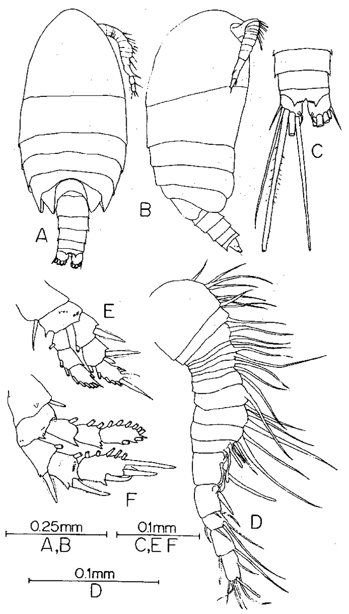 Espèce Pseudocyclops minya - Planche 1 de figures morphologiques