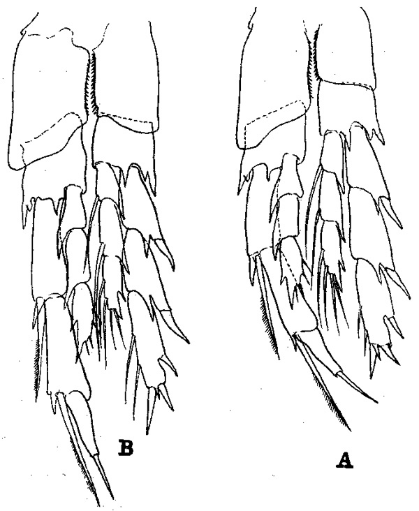 Espèce Nannocalanus minor - Planche 6 de figures morphologiques